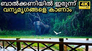 ബാൽക്കണിയിൽ ഇരുന്നു വന്യമൃഗങ്ങളെ കാണാം  Tusker Inn Forest Lodge Wayanad  4K UHD [upl. by Eibbil]