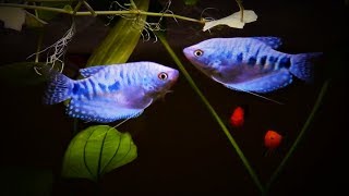 Opaline Blue Gourami Care amp Tank Set up Guide [upl. by Irod181]