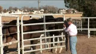 Equine Hospital at Colorado State University [upl. by Eseeryt]