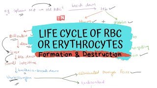 Life cycle of RBC or Erythrocytes  Formation and Destruction [upl. by Hoshi]