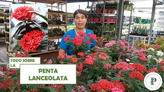 Penta Lanceolata  Características y cuidados [upl. by Nylzaj626]