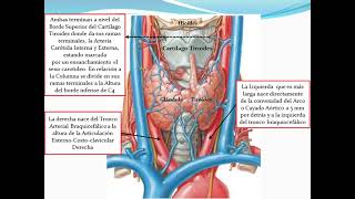 Anatomía  Arteria Oftálmica y Circuitos del Ojo Origen Trayecto Ramas Colaterales y Terminales [upl. by Heisser490]