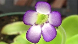 Cool Carnivorous Plants  Growing Mexican Pinguicula or Butterworts update 1 [upl. by Bobina531]