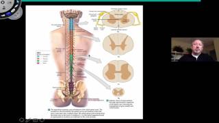 Spinal Cord CrossSection  Anatomy Reflex Arc and AscendingDescending Tracts [upl. by Anivol]