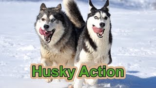 HuskyVideo HuskyAction with 17 Siberian Huskies  Hundetraining  Husky Hof  Nature Trails [upl. by Eenattirb260]