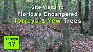 Site Visits to Floridas Endangered Torreya and Yew Trees [upl. by Aneleairam100]