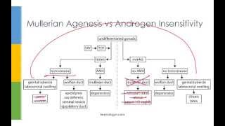 Learn OBGYN Primary Amenorrhea [upl. by Kreager]