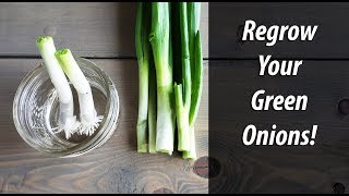 Regrow Green Onions From Green Onions In Water 2019 [upl. by Atirehs124]