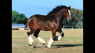 Razas Equinas Percheron Frances  TvAgro por Juan Gonzalo Angel [upl. by Oznecniv]