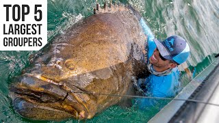 Top 5 Largest Goliath Groupers Caught [upl. by Latonia]