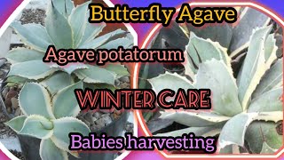 Agave potatorum  butterfly agave winter care and babies harvesting Grow green 445 [upl. by Soloman525]