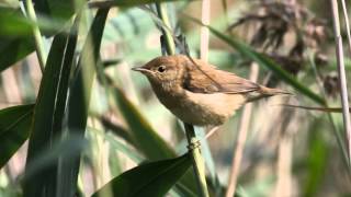 Reed Warbler Bird Call Bird Song [upl. by Odlabso361]