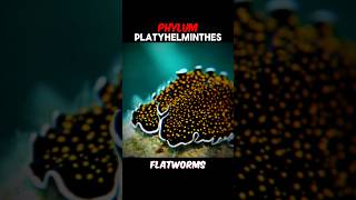 PART 1  PHYLUM PLATYHELMINTHES phylumplatyhelminthes platyhelminthes  EXPLAIN PLATYHELMINTHES [upl. by Nabetse]