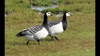 Berneška bělolící Barnacle goose Weißwangengans Brandgans Barnacla cariblanca Bernache nonnette [upl. by Asor356]