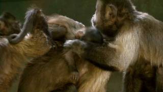 Capuchin Monkey Babies at Living Links [upl. by Toddy]