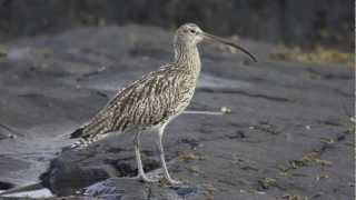 BTO Bird ID  Curlew and Whimbrel [upl. by O'Dell]