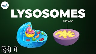 Cells  Lesson 11  Lysosomes  in Hindi हिंदी में   Infinity Learn [upl. by Aikemehs]