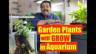 Indoor Garden Plants in Aquarium  Growing Home Garden Plants in Aquarium  Mayur Dev Aquascaper 4K [upl. by Stoat]