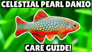 Celestial Pearl Danio Care Guide  Amazing Nano Fish [upl. by Anotyad362]