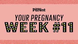 Your pregnancy 11 weeks [upl. by Dupre]