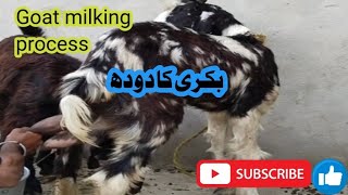 Goat Milking Processबकरी दुहने की प्रक्रियाtrendingshortsshortsfeedbest2024youtubeshorts [upl. by Dymphia]