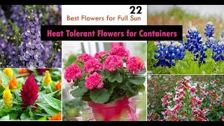 22 Best Heat Tolerant Flowers for Full Sun [upl. by Jolie594]