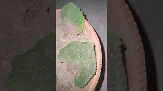 leaf into plant🤔shortsvideo [upl. by Nicolas66]