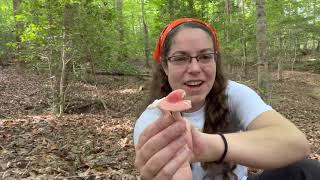 How to recognize Russula mushrooms  mycorrhizal mushrooms explained [upl. by Yenobe]