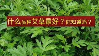 艾草最早见于《神农本草经》Mugwort leaves benefit [upl. by Ahsinav]