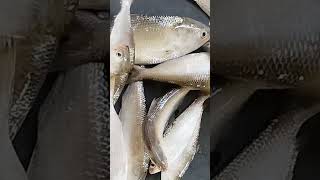 Jatka Ilish fish fishcuttingskill fishauction fishing reels shorts amazingfishcutting food [upl. by Ezmeralda]