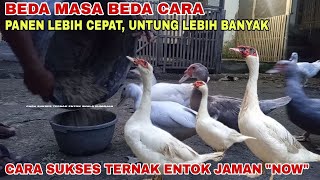 LEBIH UNTUNG PANEN LEBIH CEPAT CARA SUKSES TERNAK ENTOK JAMAN NOW [upl. by Retse]