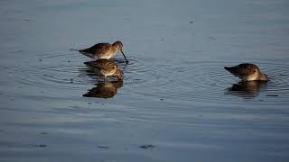 Birds Wintering in Arizona [upl. by Joost]