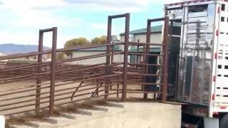 Hauling Cattle Colorado Style [upl. by Lindly]