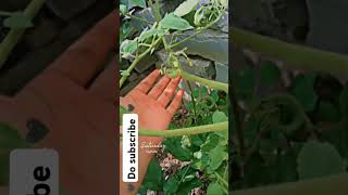 tomato  Solanum lycopersicumgardeningpublicagriculture vegetablegardening [upl. by Yevette912]