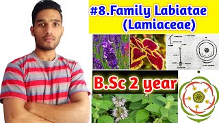 Family Lamiaceae or LabiataeFloral charactersFloral formula and Economic importance BSc 2year [upl. by Krissy]