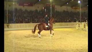 Londonderry Hanoverian Stallion Performs in Verden Germany [upl. by Eluk785]