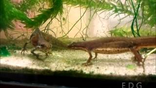 Neoteny newt mating Lissotriton vulgaris [upl. by Annairda]