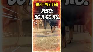 El choque de titanes caninos 14 🐾 Boerboel Vs Rottweiler 🐶Boerboel Rottweiler [upl. by Ardnuhsor]