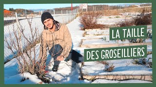 Comment tailler les groseilliers [upl. by Htez856]