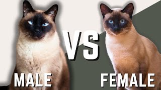 Male Siamese vs Female Siamese Cat [upl. by Bela626]