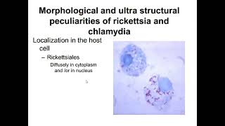 lecture 2 Different bacteria and fungi [upl. by Sezen]