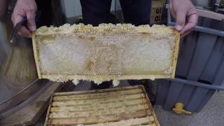 Extracting Honey The Basics [upl. by Lokcin]