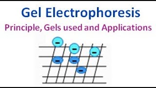 Gel Electrophoresis Principle Gels used Advantages Disadvantages and Applications [upl. by Auot]