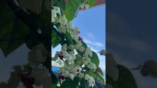 Bleeding heart plantyoutubeshorts viralvideo nature flowers [upl. by Nolham]