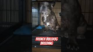 HOW TO BREED FRENCH BULLDOGS STEP BY STEP‼️ [upl. by Aneelad880]