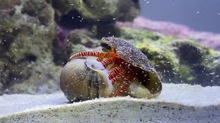 Hermit crab eating a Nassarius Snail [upl. by Sualokin]