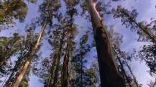 AUSTRALIA TIERRA DE LOROS NEGROS DOCUMENTAL [upl. by Edgard513]