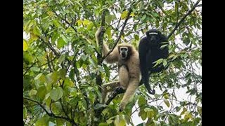 Awesome Hoolock Gibbons  Only Apes In India At Mysore Zoo [upl. by Oniuqa]