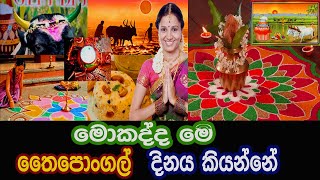 What Is The Pongal Day  Thai Pongal Of Hindu [upl. by Eiwoh]