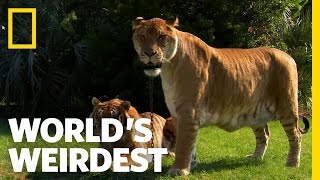 Lions Tigers and Ligers  Worlds Weirdest [upl. by Hoisch419]